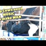 Milking Cows: How Fresh Milk Is Made & Processed