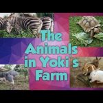 Yoki’s Farm