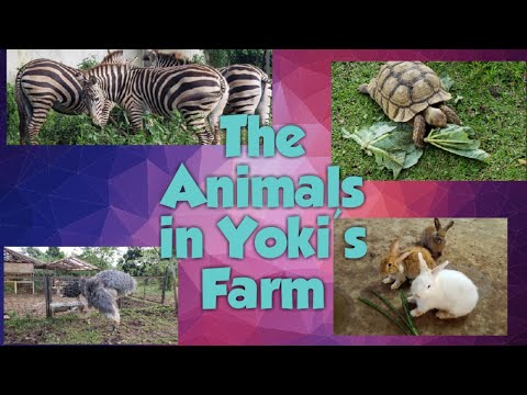 Yoki’s Farm