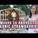 QUEENS an Organic Strawberry Farm Worth Visiting